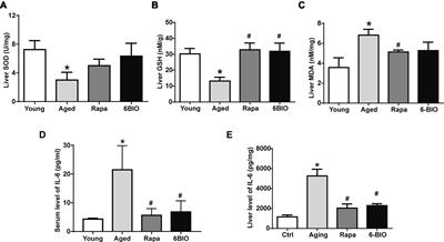 6-Bromoindirubin-3′-Oxime (6BIO) Suppresses the mTOR Pathway, Promotes Autophagy, and Exerts Anti-aging Effects in Rodent Liver